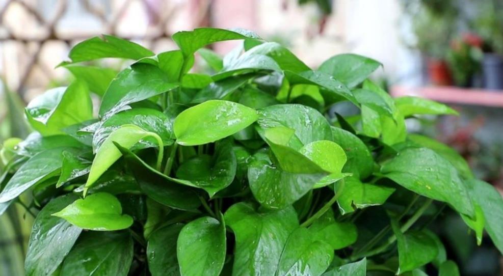 6种公认好养的花卉，开花漂亮又美观，养起来简单