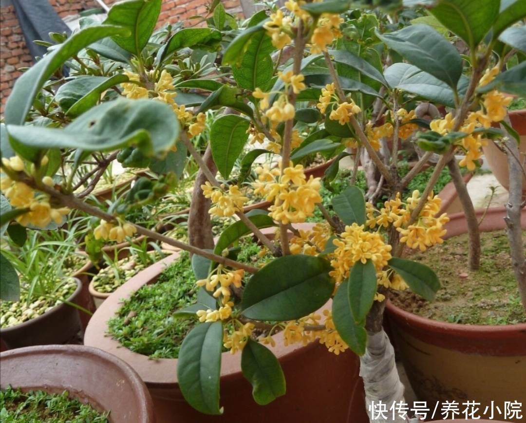 植株|立秋后，3种花长出花苞，补上几次磷钾肥，提高开花质量