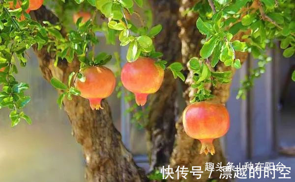 台友们|你家盆景石榴不开花、不结果别急,一把剪刀就能解决!