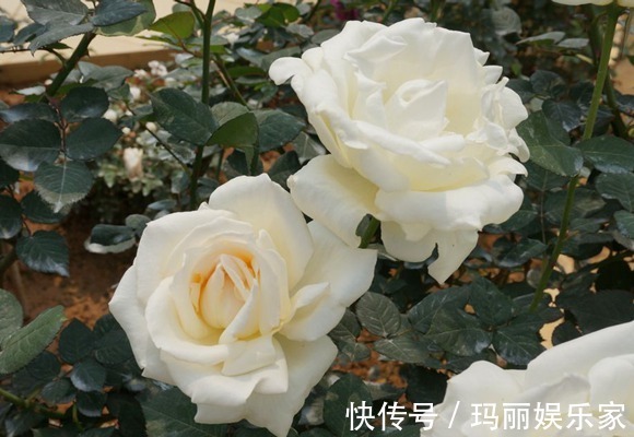 古董|喜欢菊花,不如养盆“玫瑰精品”白色圣诞,美丽动人,洁白无瑕