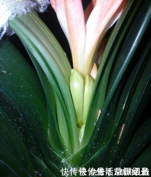 浇水|退休老人养君子兰，花箭长到60厘米高，只用了1种土和1种水！