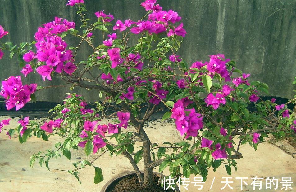 分化|盆栽三角梅该怎么催花?谨记2点,轻松达到目的