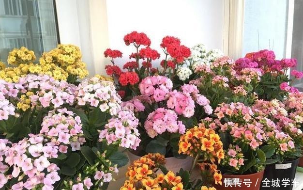 阳台上养花,就选这3种,趁着秋天添上几盆,一养就活!