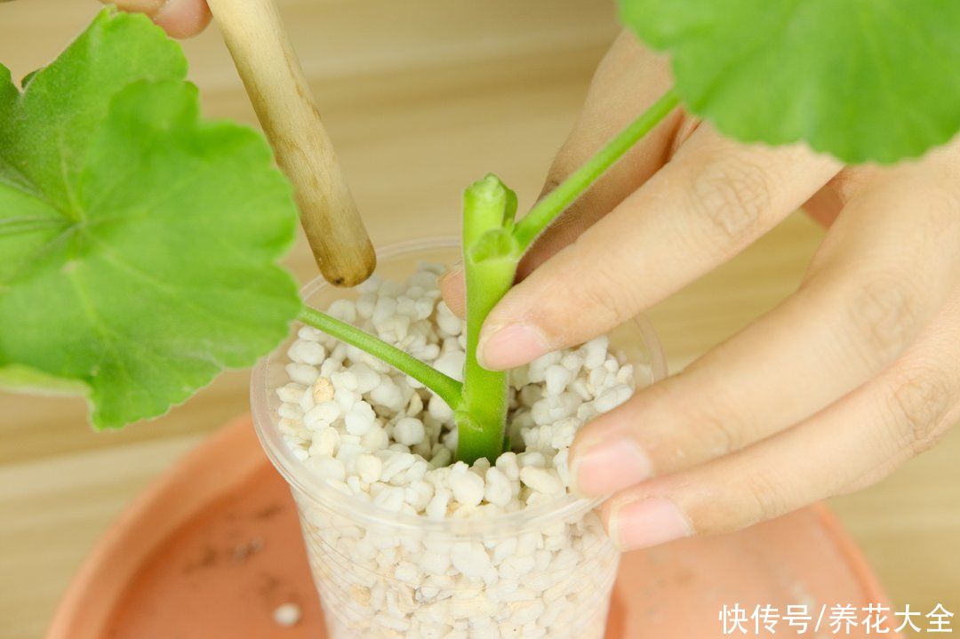 天竺葵|7种花养老桩不好，多扦插、养嫩苗，才能年年开花