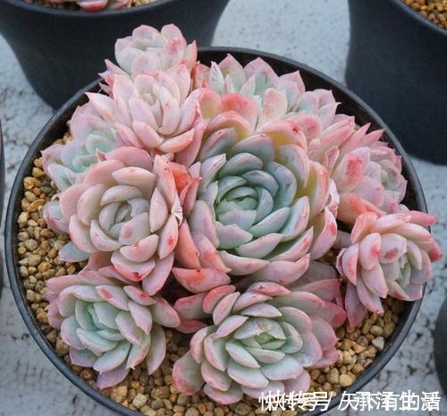 刚带回家的多肉,做好3件事,越长越肥美,轻松长满盆!