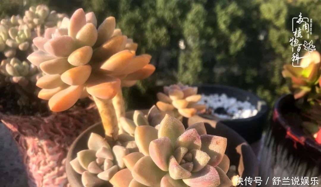 楼顶的多肉,让我的生活无意间打开了一个新世界!