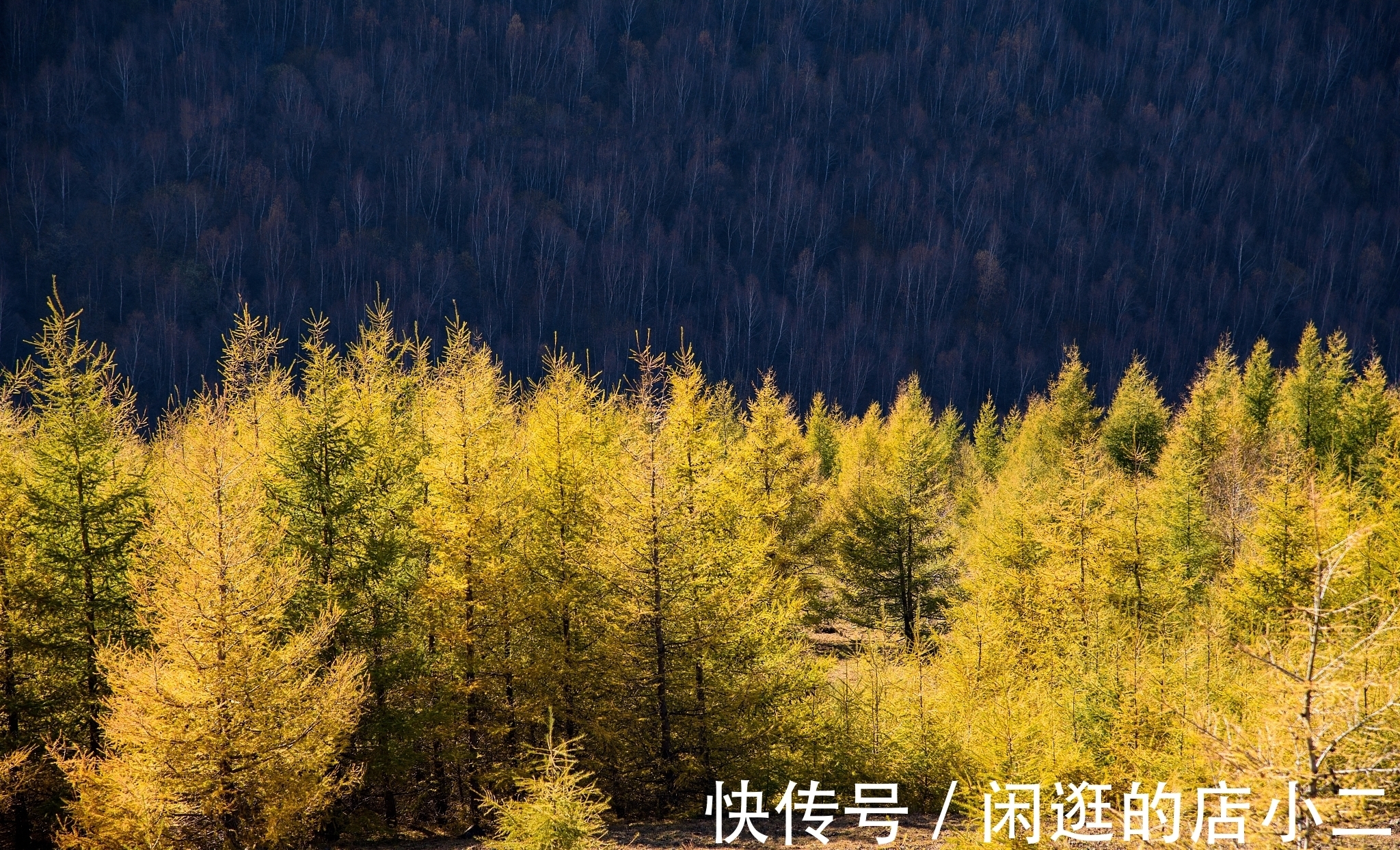 花弄影@张先最喜欢的一首天仙子,一句“云破月来花弄影”被后世传诵千古