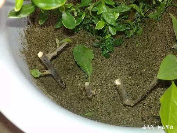 零成本将90地球植物种在阳台上 ，台长教你水陆两栖扦插法