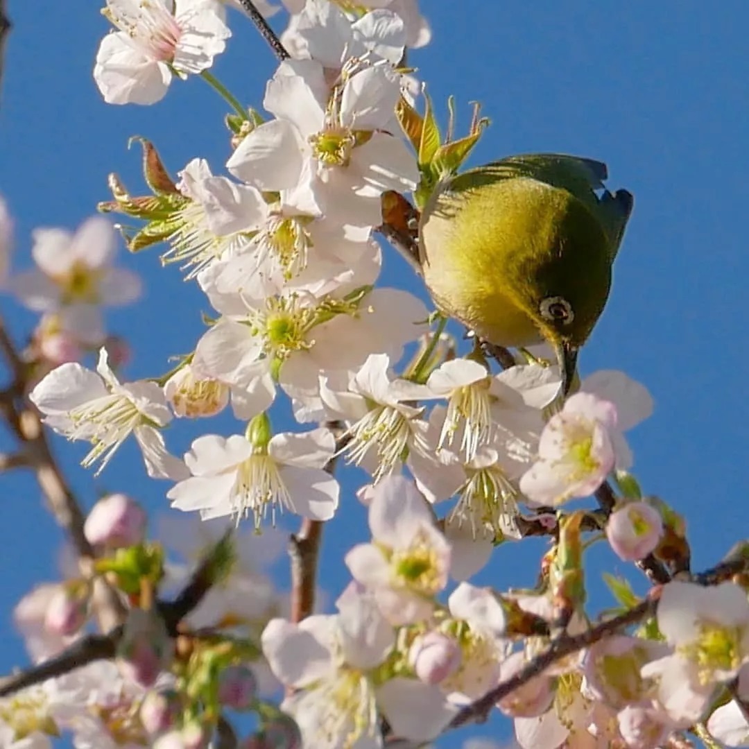 花会开,天也会蓝