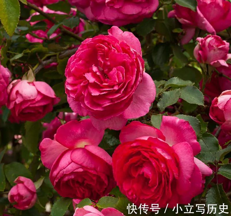 家里有院子,养上6种爬藤花,长势旺,开花能力强,美观又大气