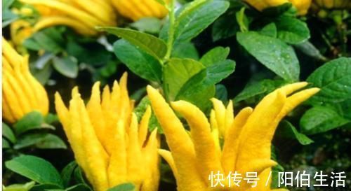 杜鹃花科越橘|中年人推荐多吃3种食物,排毒养颜、延缓衰老,好处多多!