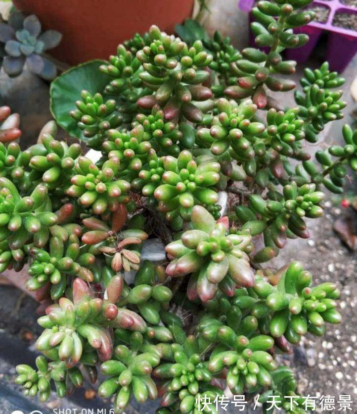 多肉狠心剃个头,呼呼长满小肉芽,20天就爆盆