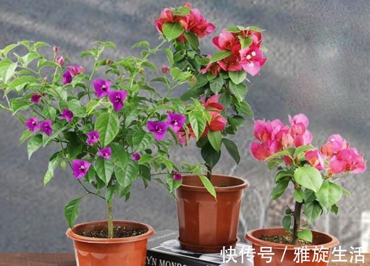 万能养花土，就去这里挖，疏松肥沃酸性大，养啥花都旺