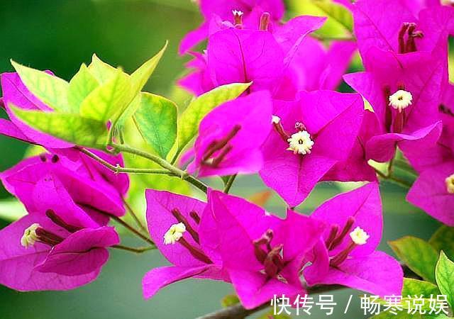 三角梅烂根不要怕，“1招”处理，七天恢复，马上开花“爆盆”