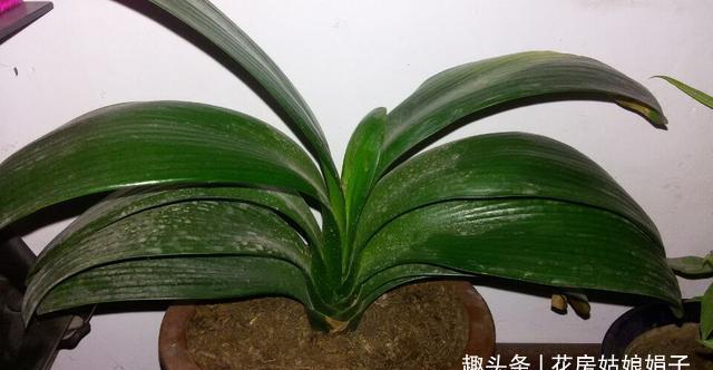 植株|君子兰在花盆里头重脚轻站不稳，别忽视，原因简单危害却很大
