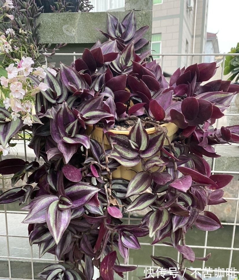 4种“省钱植物”,实在太贴心,掐个枝条插土里就能活