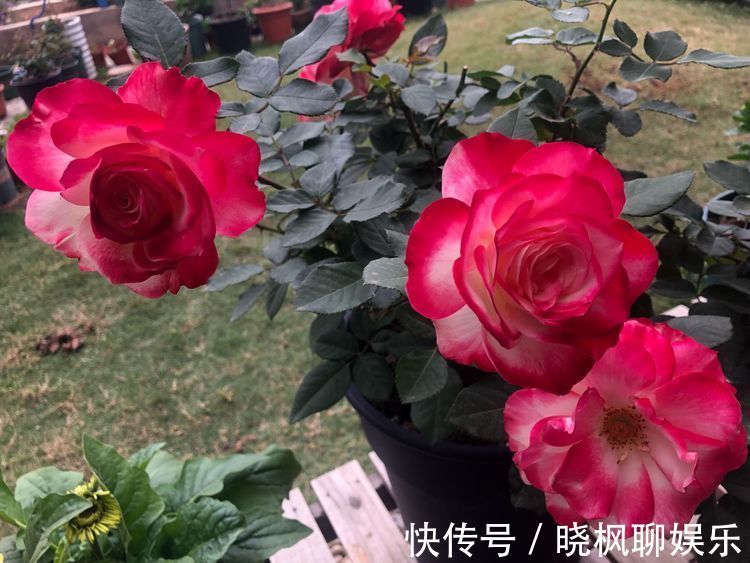 怡神|喜欢玫瑰,就养“高档玫瑰”蓝色妖姬,花中新贵,令人悦目怡神!