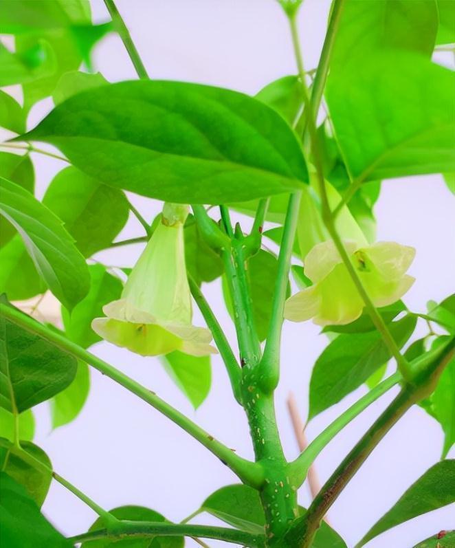 玉树|客厅见树,家业稳固,适合客厅养的8种树,大气美观,增添幸福感