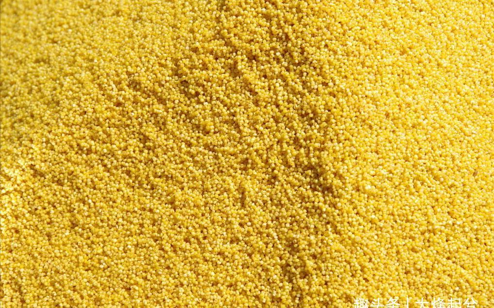 小米|夏天多吃小米,煮小米粥,不要直接下锅,多加2步,米油多又香浓