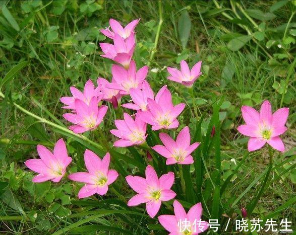 空气|冬季室内通风不好,就养3种养人花,个个都是清新空气小能手