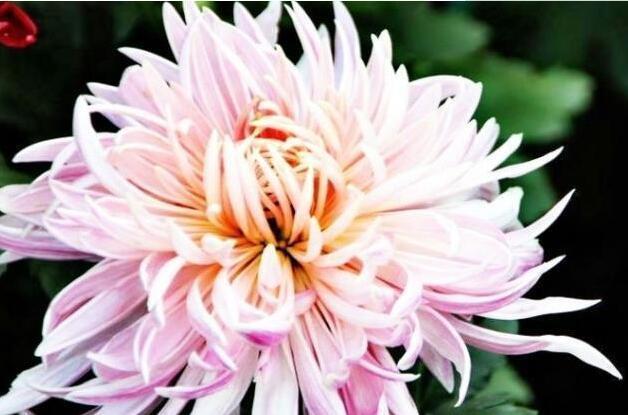 喜欢菊花，不如养盆“菊中珍品”，美丽妖娆，黄花晚节