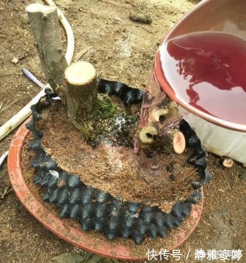 栽培|清香木盆景下山桩怎么栽培更容易成活?