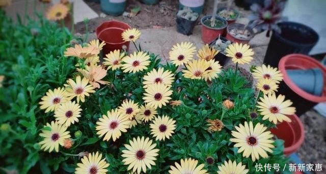 竹签子|养花不会浇水,教你3个判断方法,养啥花都适用,再也不怕浇错水