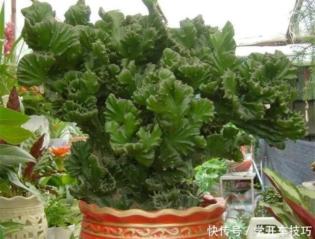 镇宅盆栽“玉麒麟”,做好4点长的旺又快,威武霸气“传家宝”!