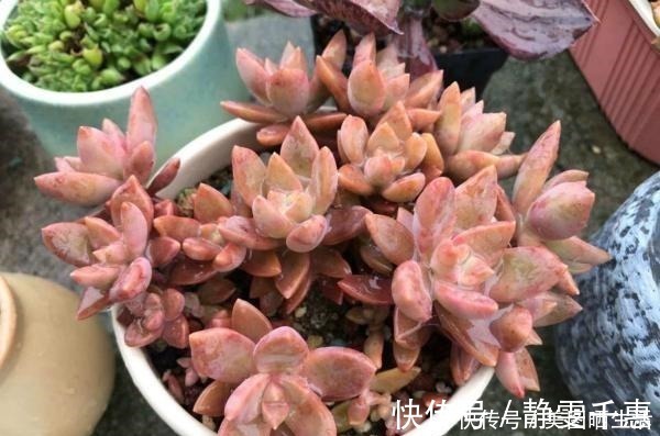 普货|她养多肉,专选“大普货”,养成独特“怪老桩”,大家都夸赞!