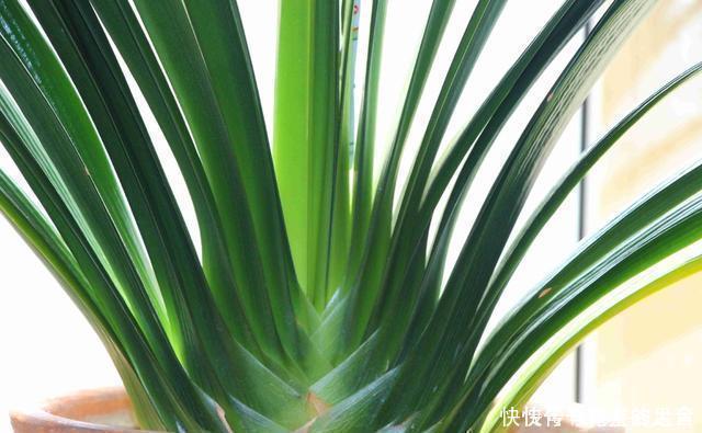 休眠期|养君子兰趁现在，多做2件事，长成大白菜，满盆冒花箭