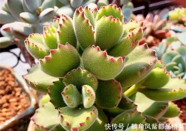 冬季的熊童子,要注意“两点”,顺利上色,长出漂亮“红指甲”