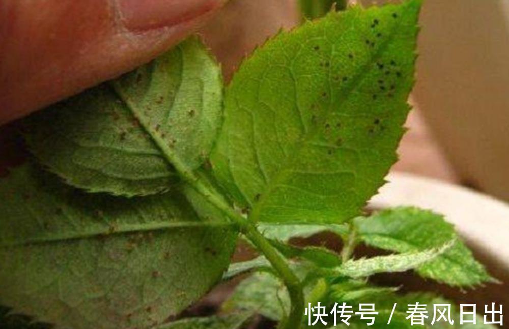 秋天|八月养月季,两个月后花量翻倍