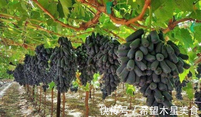 家有院子别空着,不妨种几棵果树,耐寒耐旱,而且果肉鲜甜可口!