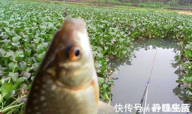 饵料|野钓时间越长,越逼近“水面鱼星泛滥,却不吃饵”的实质原因
