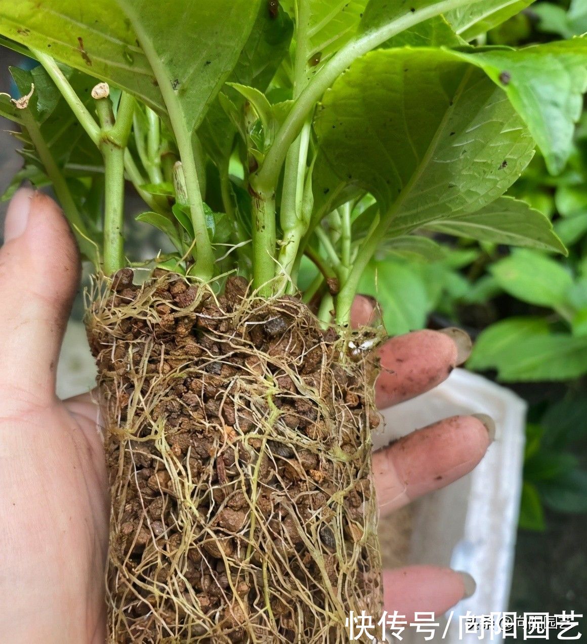 绣球花|立秋过后，绣球花可以扦插了，剪下几段枝条，插到土里就发芽