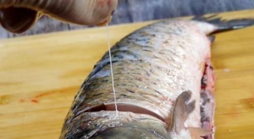 腥味|剃掉“鱼腥线”,大错特错,这4处才是腥味源头,处理好做鱼更鲜