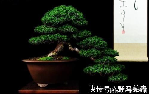 盆景|盆景树木叶片太大，3个控叶技巧，让叶片变小，尽显古朴苍老，不学可惜了