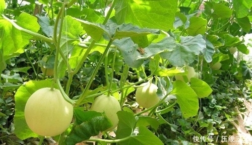 终于|“一个香瓜十副药”是什么意思?看完终于明白了