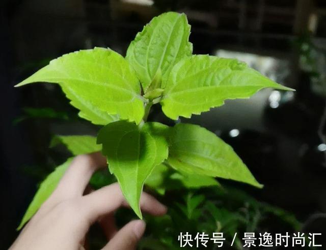 乌头|门口的果子像“龙葵”,赶紧要拔掉、千万别吃,会中毒