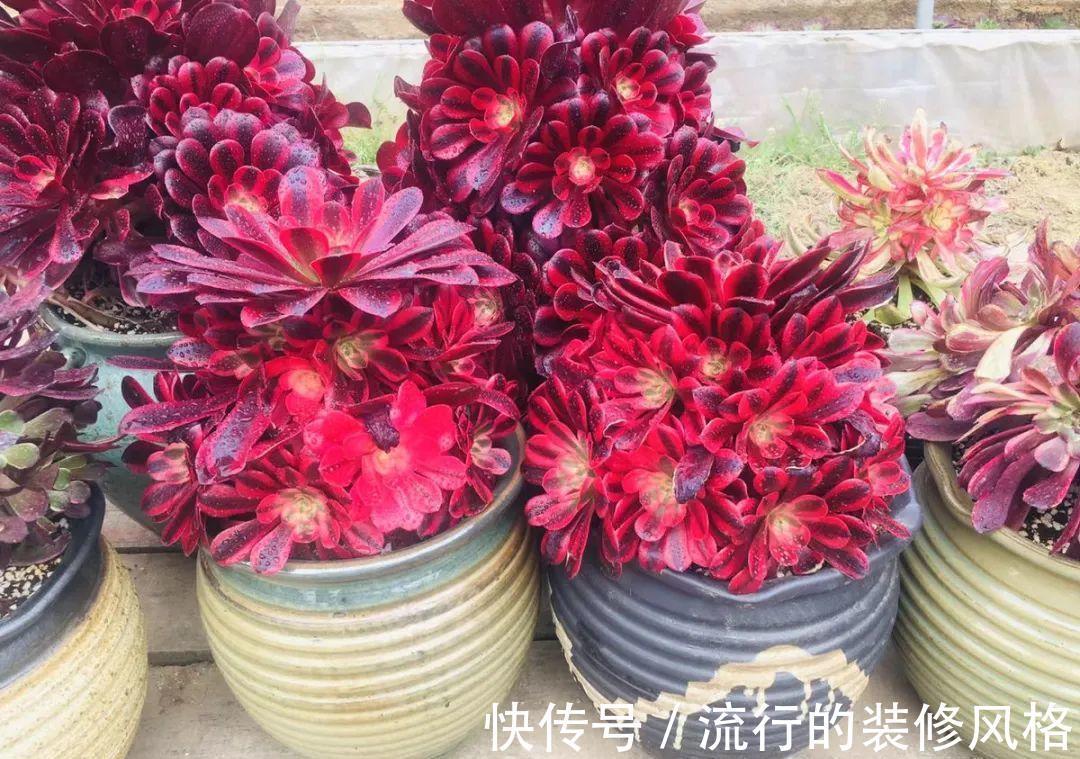 君子兰|8种花夏天不能买，买回来就死，白浪费钱