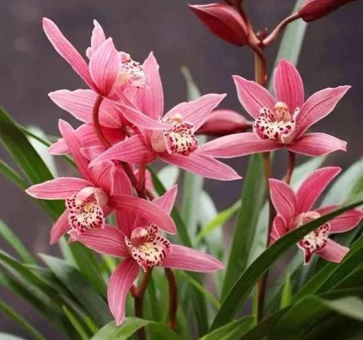 几种花是爆盆能手,开起花来拦不住,空气清新,家中必备!