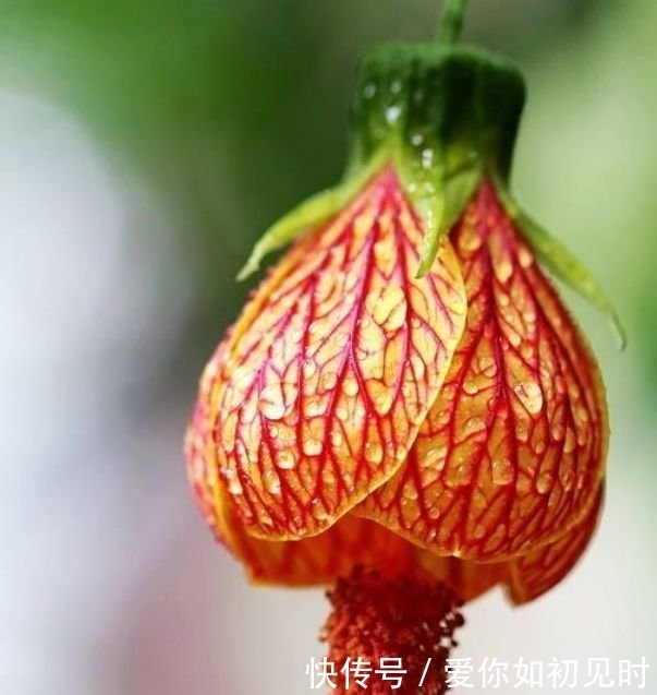 4种花花朵大、颜色艳,一年四季开花不断,花苞轻松开满枝