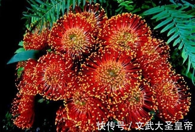 盘点世界上那些奇花异草,能认识3种就算是见多识广了!(一)