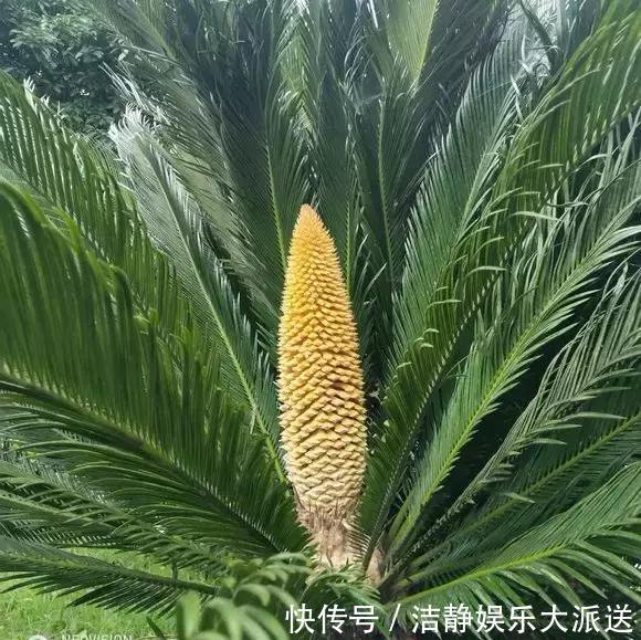 富贵竹|4种花有灵性，平时难开花，一有好事就开花！