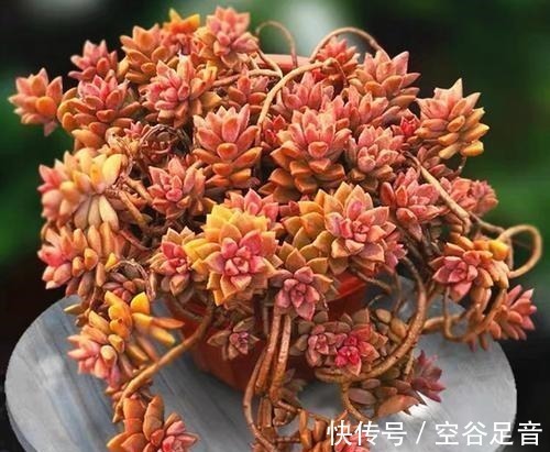 5种高颜值多肉,皮实又好养,易群生长满盆,像是从花盆里流出来