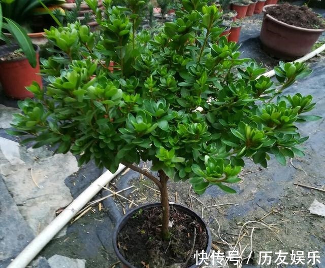 盆栽|室外养杜鹃花,注意5个“细节”,枝繁叶茂,开花满枝,长成老桩