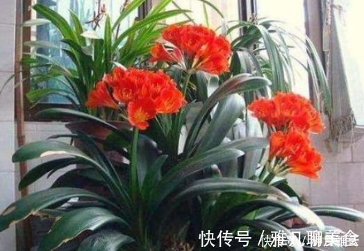 木炭|养花换盆时，多“加”1物，花卉“10年”不烂根，叶子绿，开花多