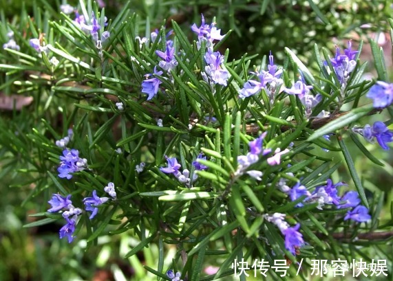 老鱼|此花酷酷的样子,彷佛世界无它无关,足以让人浮想联翩