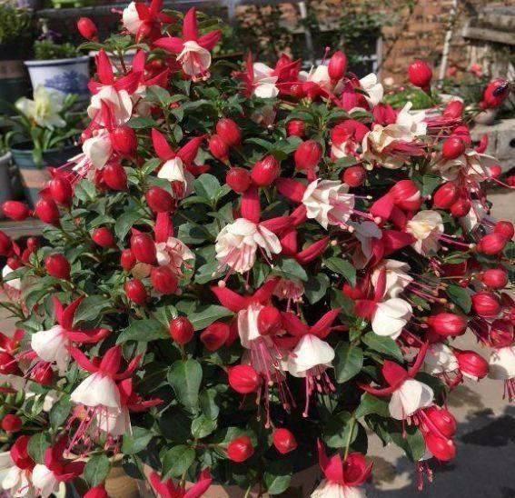 这些花,夏天浇水越多死得越快,说不定你家就有一盆