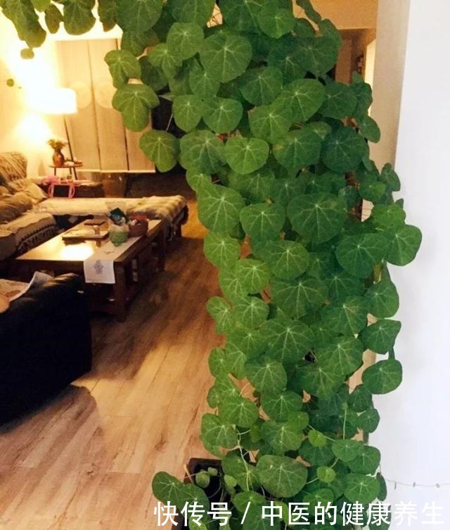 别养绿萝了,这20种耐阴植物,养在家里更合适!